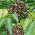 Tetradium daniellii fruit